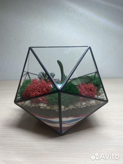 Флорариум суккуленты