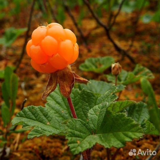 Натуральное варенье из морошки,черники и брусники