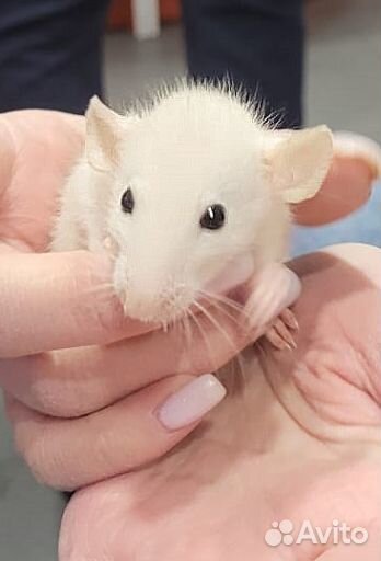 Крысы дамбо (Dumbo)