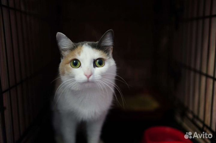 Кошка бесплатно
