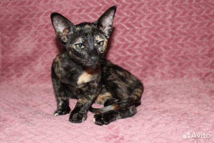 Ориентальная