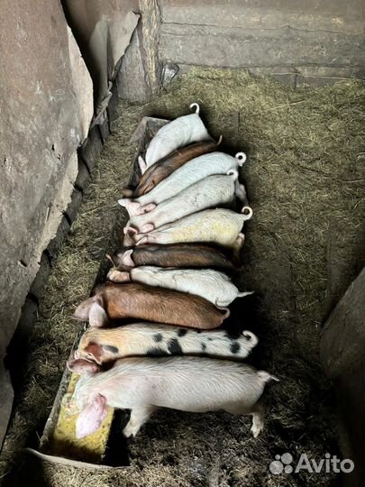 Поросята Ландрас Дюрок