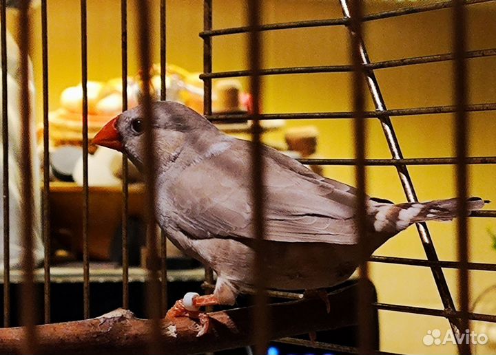 Зебровая амадина самка