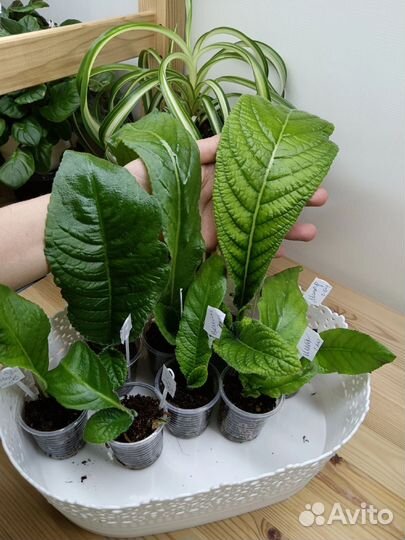 Стрептокарпусы почтой