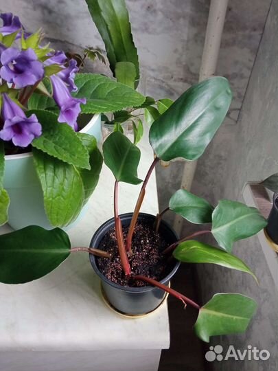 Обмен филодендрон на фикус