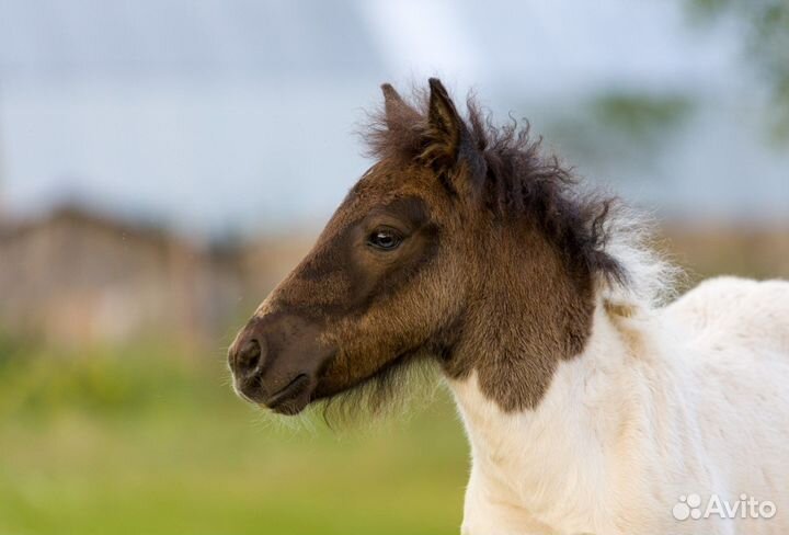 Жеребчик,пони кобылка