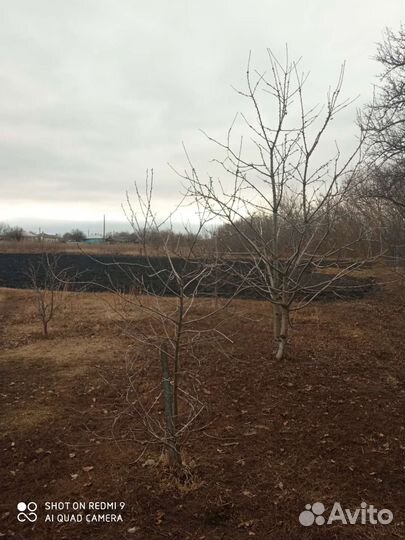 Днепр мт 10 36