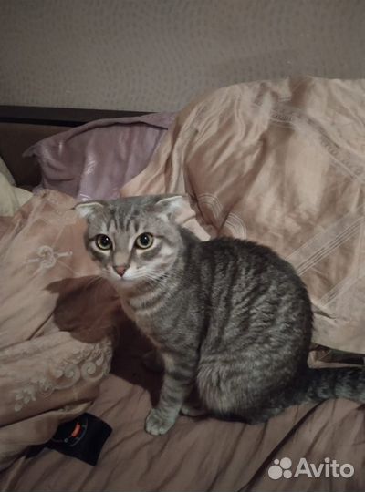 Вислоухий кот бесплатно
