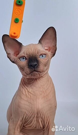 Котенок канадский сфинкс, мальчик, 3 мес