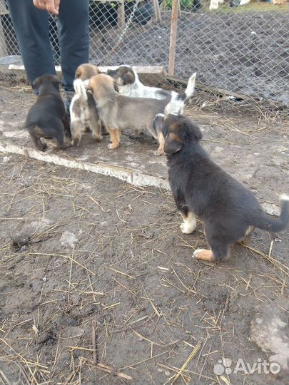 Метис кане-корсо