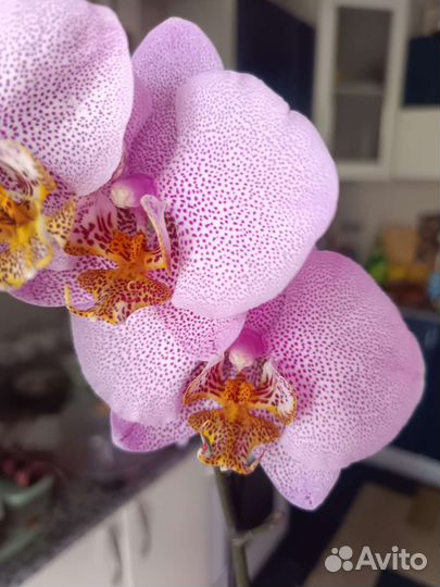 Орхидея фаленопсис Манхэттен