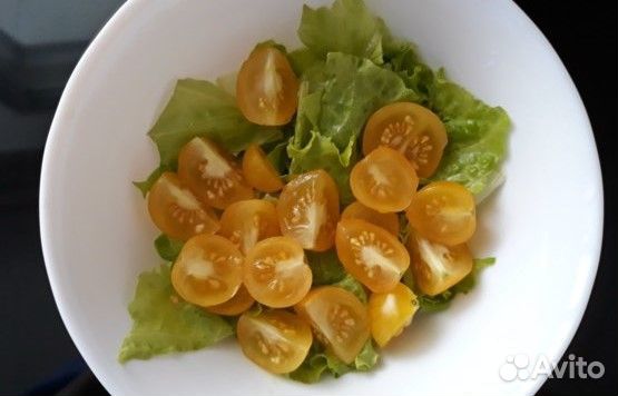 Комнатное растение. Томат комнатный