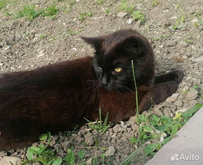 Черный котяра