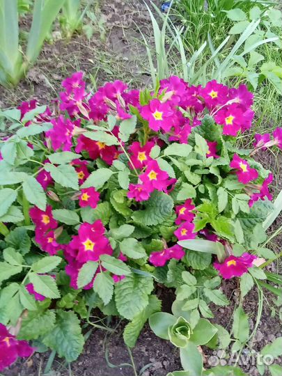 Примула, нарцисс, рябчик королевский