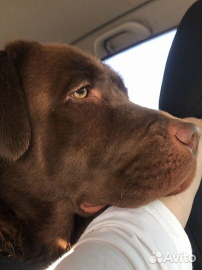 Вязка лабрадор девочка