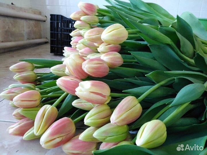 Тюльпаны срезка