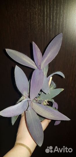 Сеткреазия Pallida purpurea