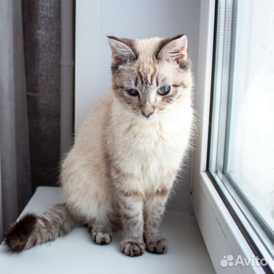 Кошечки сиамские