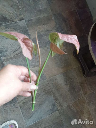 Сингониум неон