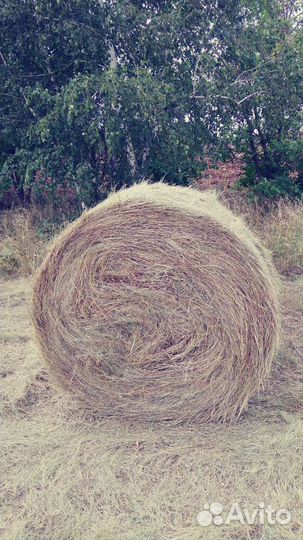 Продам сено в рулонах