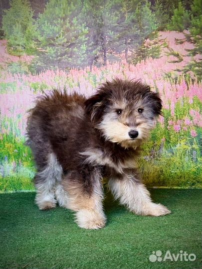 Маленькая собака в добрые руки