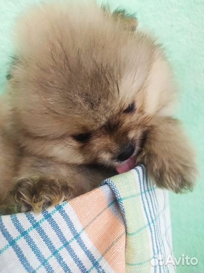 Щенки шпица