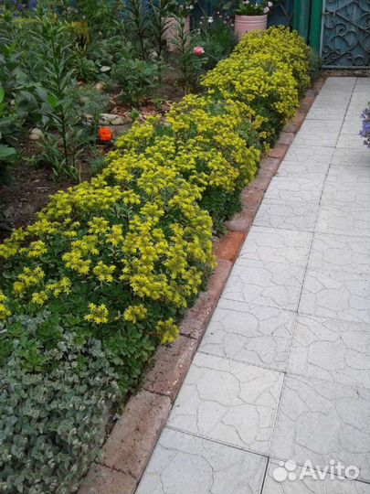 Многолетние садовые цветы