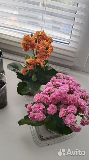 Комнатные цветы Каланхоэ