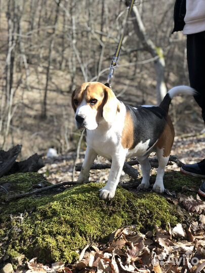 Вязка кобель бигль