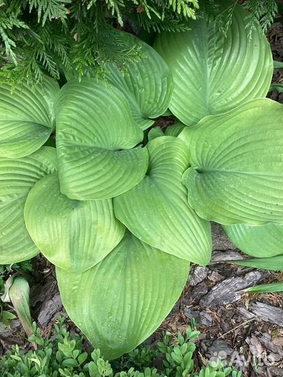Хоста гиганские и голубая мини