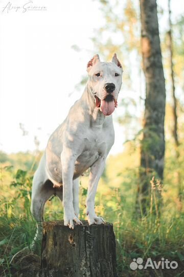 Аргентинский дог щенки