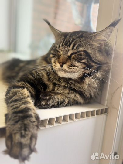 Мэйн кун вязка