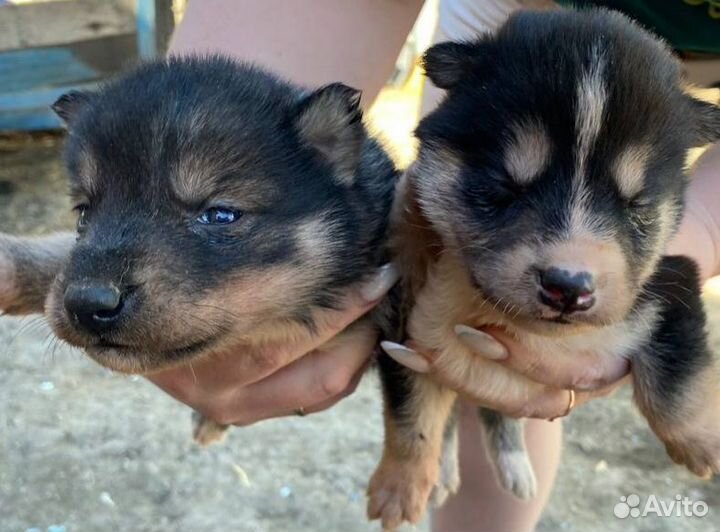Щенки хаски