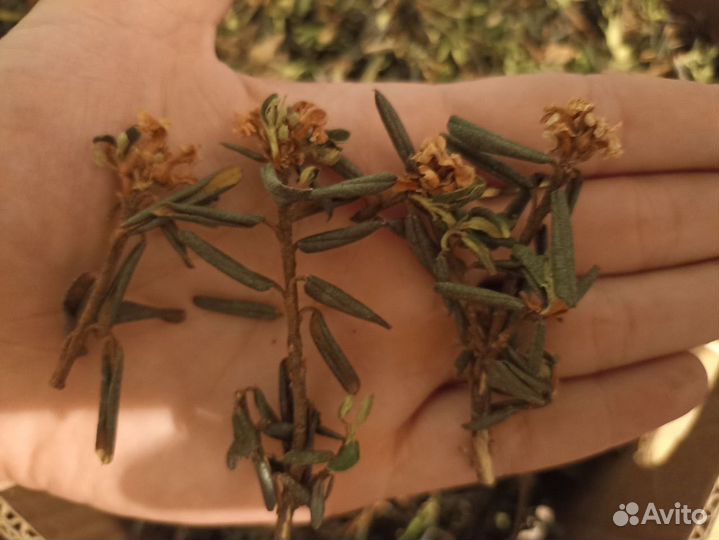 Саган-Дайля