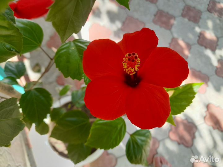 Гибискус (Китайская Роза) саженцы