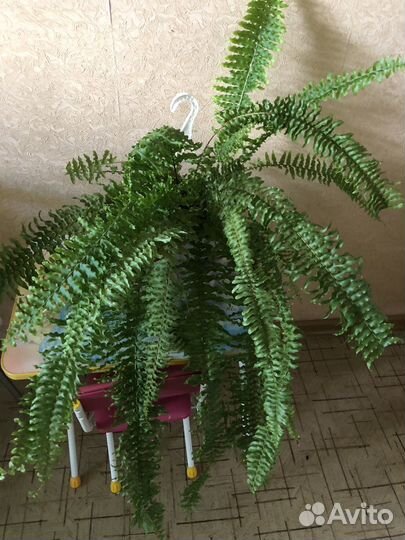 Нефролеписы- папоротники, Даваллия,Нолина