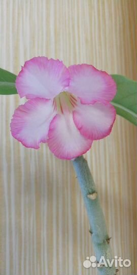 Адениум взрослый