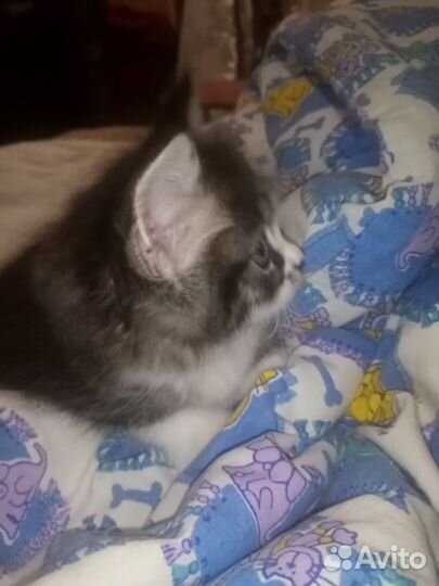 Котята отдам даром