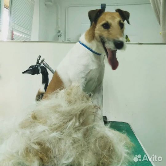 Стрижка собак и кошек салон 