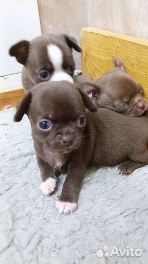 Щенки чихуахуа