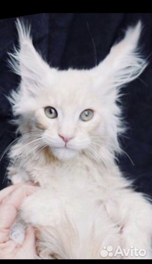 Мейнкун полидакты вязка, котята