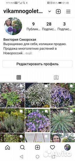 Очиток скальный