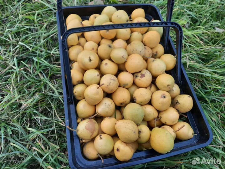 Груша вкусная