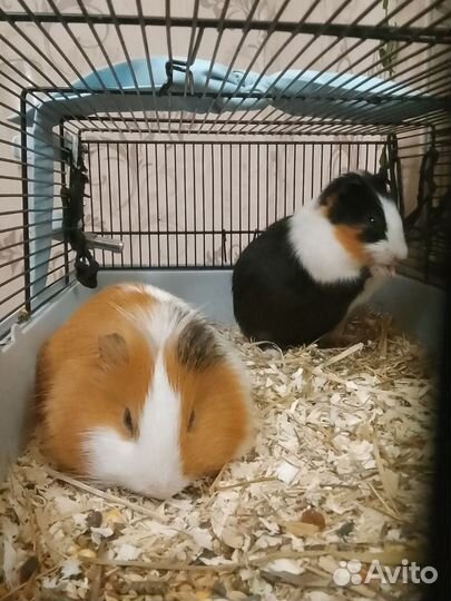 Морские свинки