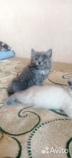 Кошка (котенок)