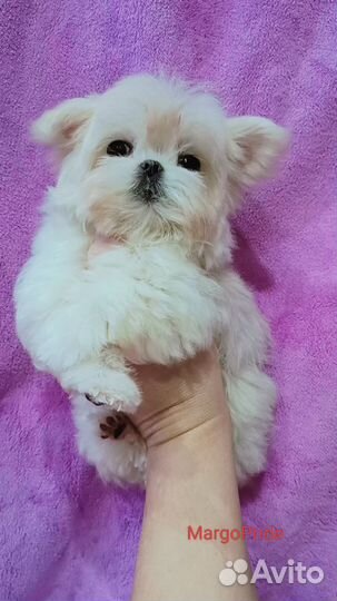 Кукольная Микро девочка.Мальтезе Корея