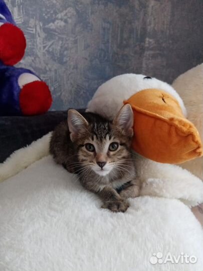 Отдам в добрые руки