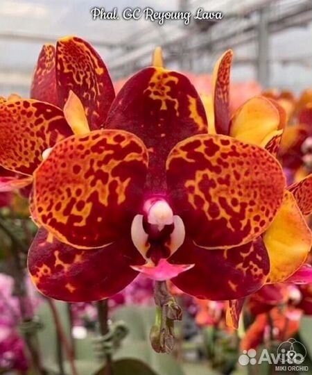 Орхидея GC Reyoung Lava