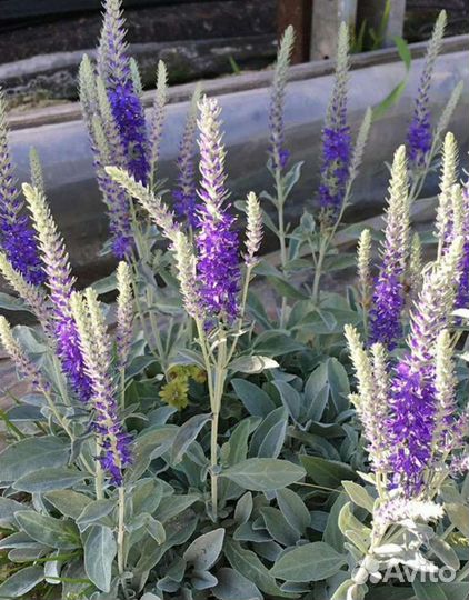 Вероника сизая