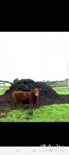 Навоз, перегной